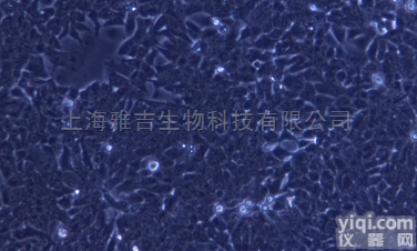 MLTC-1<em>小鼠</em><em>睾丸</em>间质细胞瘤<em>细胞系</em>