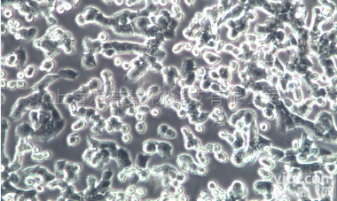 RF/6A猴<em>脉络膜</em>-视网膜（内皮）<em>细胞系</em>