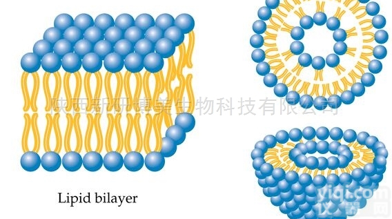 988-07-2  高纯<em>有机试剂</em>磷脂酰乙醇胺DEPE|988-07-2