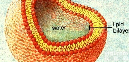 合成<em>磷脂</em>酰<em>胆碱</em><em>氢化</em>大豆<em>磷脂</em>HSPC化学性质