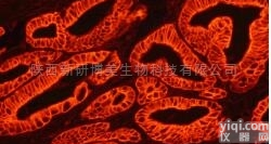 <em>Streptavidin</em>  Avidin-<em>TRITC</em>/罗丹明标记<em>亲和</em>素