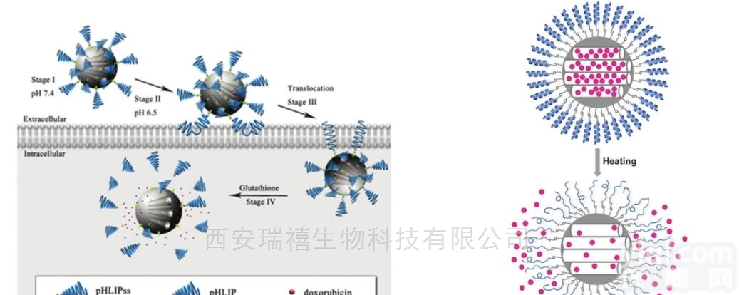 11  <em>纳米</em>金包裹<em>纳米</em>银<em>颗粒</em> 浓度0.1mg/ml