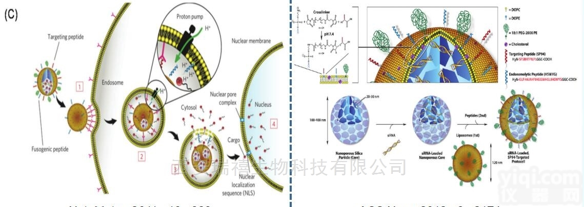 11  叶酸<em>靶向</em><em>多肽</em>修饰石墨烯科研纳米材料