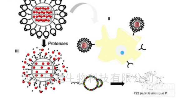 11  PEG修饰<em>抗肿瘤</em>药-阿<em>霉素</em>/紫杉醇10/25mg