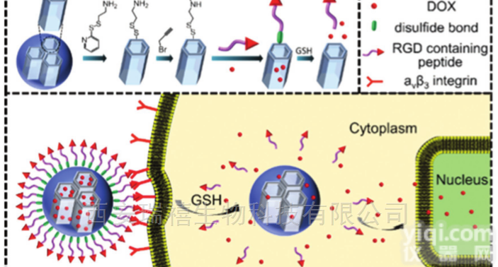 11  专业供应CHEMS-PEG半<em>琥珀酸</em><em>胆固醇</em>-药物载体