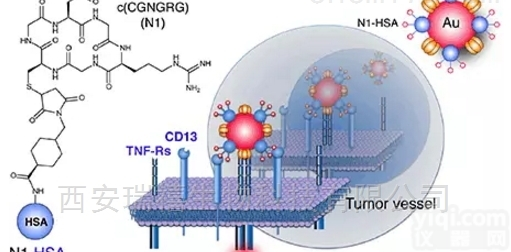11  定制聚合物/<em>多糖</em>/多肽<em>修饰</em>纳米<em>金纳</em>米银粒子