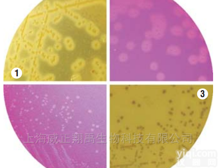 MV1552  <em>显色</em><em>培养基</em>-单增<em>李斯特</em>氏菌验证