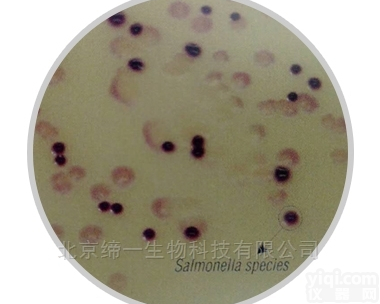 M1842  <em>沙门氏菌选择性显色培养基</em>