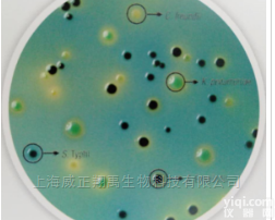 M1816  <em>沙门氏菌鉴别培养基（改良型）</em>