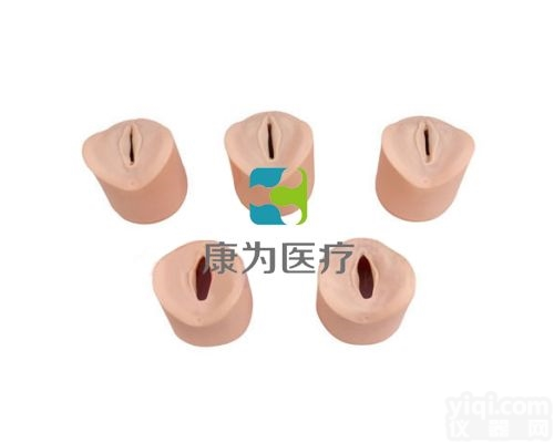 OG6173  生产全程<em>宫颈</em>及<em>阴道</em>变化过程模型