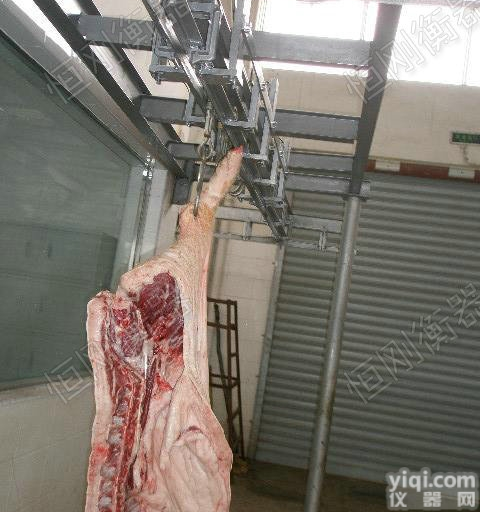 <em>养殖户</em>屠宰<em>电子秤</em>