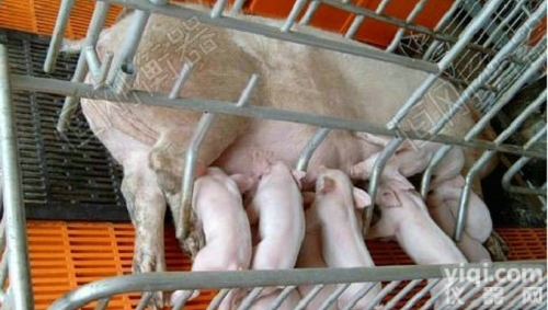 Hg  防腐<em>畜牧</em>电子秤 <em>不锈钢</em><em>畜牧</em>秤