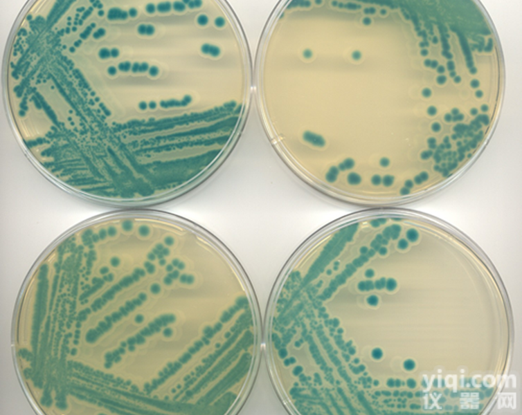 <em>百日咳</em>  <em>百日咳</em>毒素<em>抗体</em>检测试剂