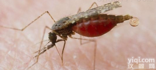 疟疾金标免疫<em>层析</em>法定性<em>检测卡</em>