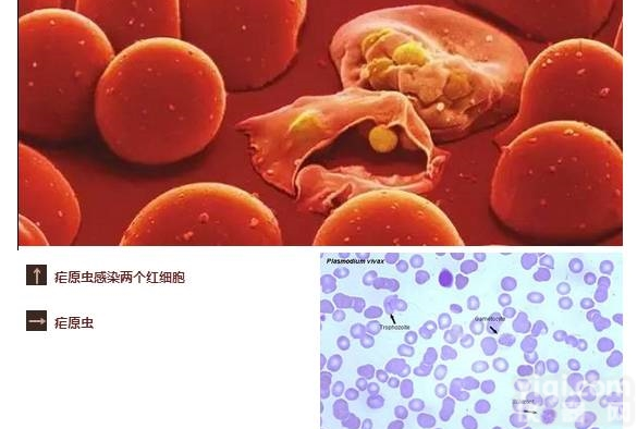 恶性<em>疟原虫</em>血液定性<em>检测</em>试剂-<em>检测</em>功效