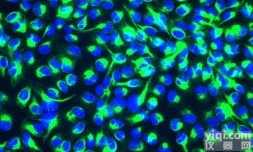 <em>H9c2大鼠心肌细胞（ATCC来源）</em>价格