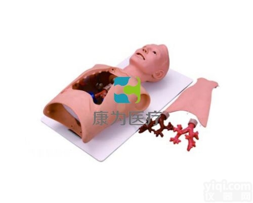 IM8139  <em>支气管内窥镜训练模型</em>