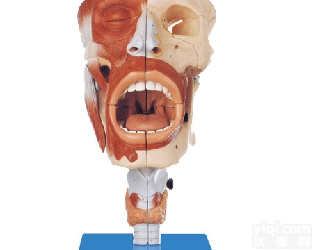 QS-A13001  鼻、口、咽、喉腔<em>模型</em>，<em>呼吸系统</em><em>解剖</em><em>模型</em>