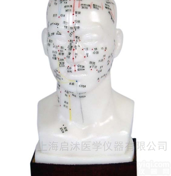 QS-XC507  头<em>针灸模型</em> 头部<em>针灸模型</em>