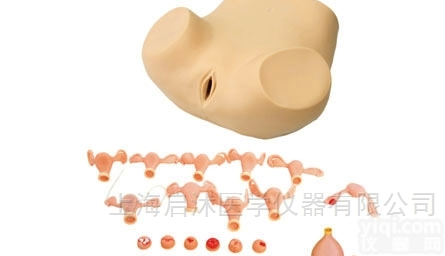 QS/F30S  高级<em>妇科检查</em>训练<em>模型</em> 妇科训练<em>模型</em>