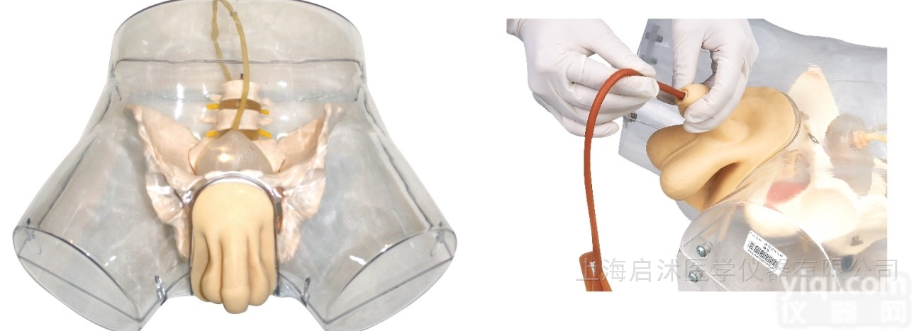 QS/H16E  透明男性<em>导尿</em><em>模型</em> <em>导尿</em>护理<em>模型</em>