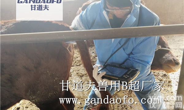 <em>兽用</em>B超牛用B超<em>发情</em>测孕使用方法培训教程