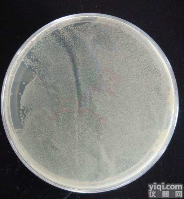 EHA105  电<em>转化</em><em>感受</em>态<em>细胞</em>