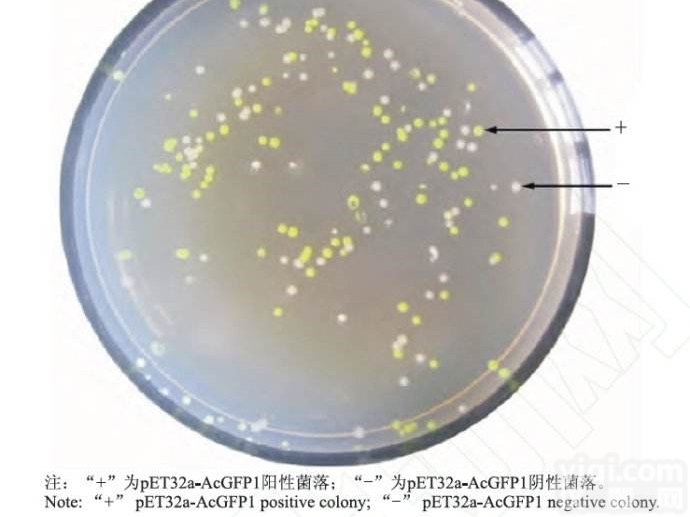 EHA105 电<em>转化</em><em>感受</em>态<em>细胞</em>