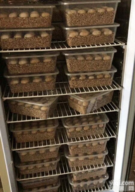 FHX-400<em>爬行动物</em>孵化箱《<em>珠江</em>Pai》