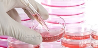 <em>A431</em> 人<em>表皮</em><em>癌细胞</em>