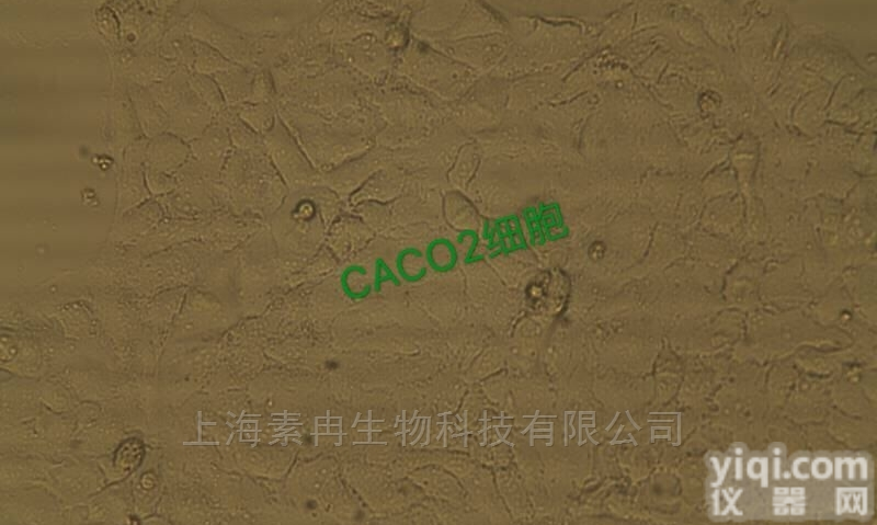 HEL92.1.7<em>细胞</em>|人<em>白血病</em><em>细胞</em>（含STR<em>鉴定</em>）