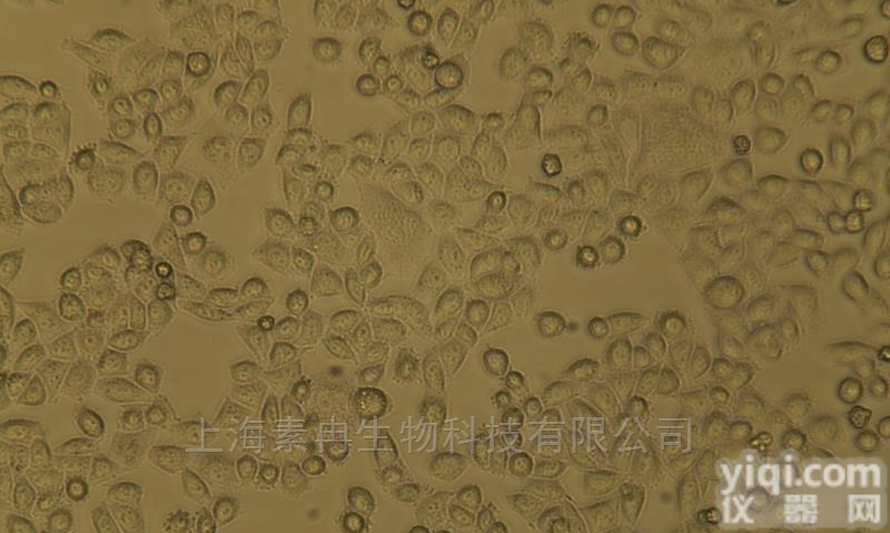 HSC-3人口腔鳞<em>癌细胞</em>|HSC-3<em>已通过</em>STR<em>鉴定</em>