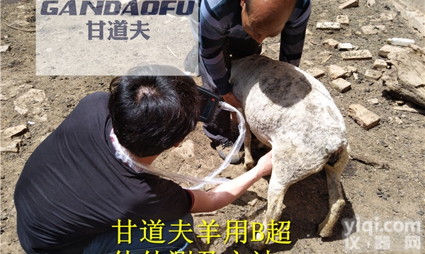 羊用B超<em>使用方法</em>检测羊空怀怀孕多胎<em>图像</em>