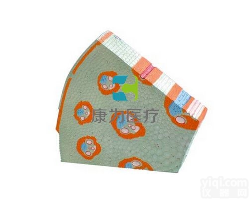 HAM1359  <em>单子叶植物</em>茎模型