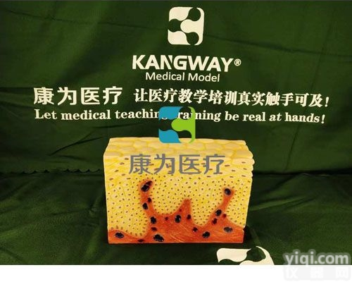 HAM1714  复层<em>扁平</em><em>上皮组织</em>|人体医学解剖模型