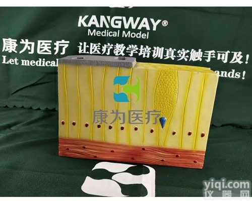 HAM1715  单层<em>柱状</em><em>上皮组织</em>