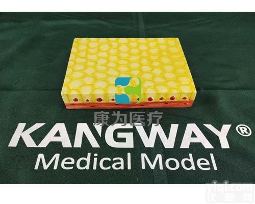 HAM1311  <em>单层</em><em>立方</em><em>上皮组织</em>|人体医学解剖模型