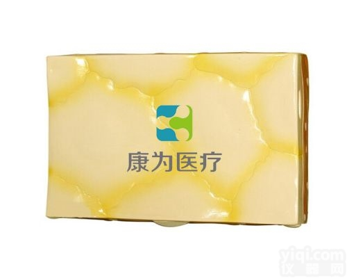 HAM1310  <em>单层</em><em>扁平</em><em>上皮组织</em>|人体医学解剖模型