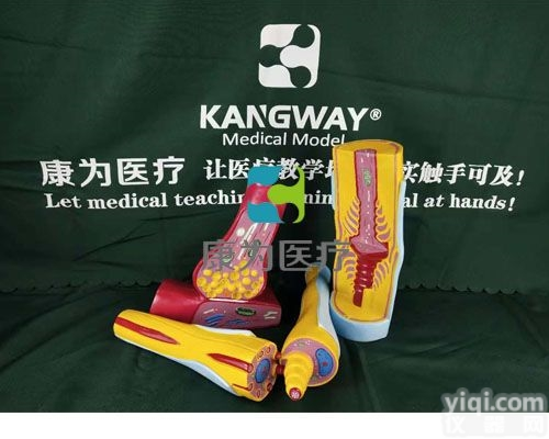 HAM1535  <em>神经元</em>突触及<em>神经纤维</em>结构<em>模型</em>