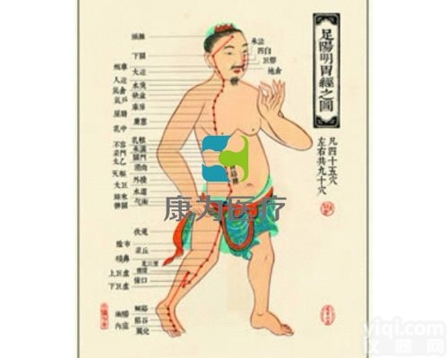 TCM3246  中医针灸<em>挂图</em>：足阳明胃经图|中医<em>教学仪器</em>