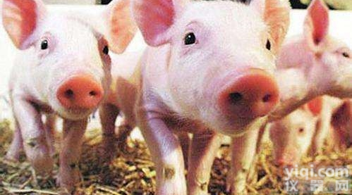 <em>非洲</em><em>猪瘟</em>抗原<em>检测卡</em>-饲料检测