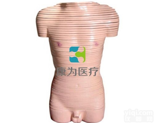 HAM1269  男性<em>躯干</em><em>断层</em>解剖<em>横切面</em>模型