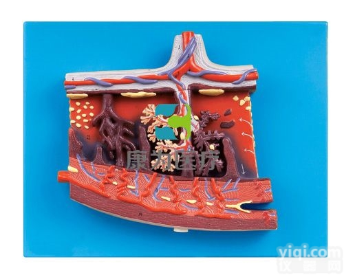 HAM1307  胎盘组织放大<em>模型</em>|组织<em>胚胎学</em>系列