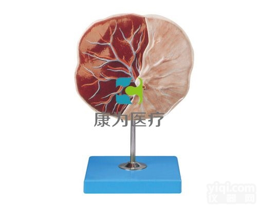 HAM1306  胎盘脐带<em>模型</em>|组织<em>胚胎学</em>系列