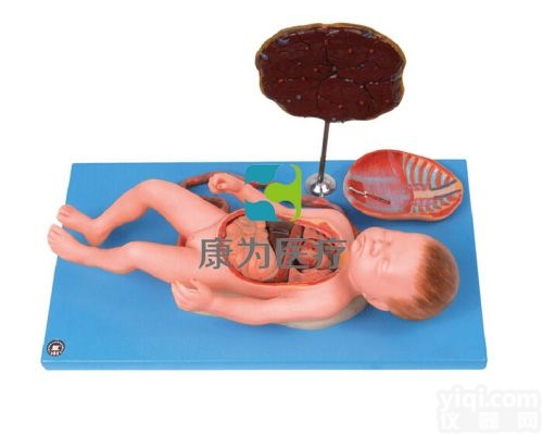 HAM1298  胎盘脐带与胎儿附内脏<em>模型</em>|组织<em>胚胎学</em>系列
