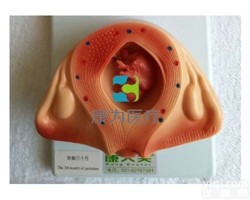 HAM1280  三个月胚胎<em>模型</em>|组织<em>胚胎学</em>系列