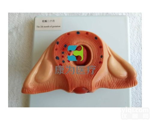 HAM1279  二个月胚胎<em>模型</em>|组织<em>胚胎学</em>系列