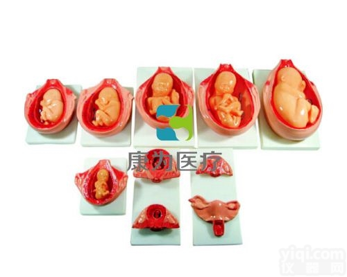 HAM1277  妊娠胚胎发育过程<em>模型</em>|组织<em>胚胎学</em>系列