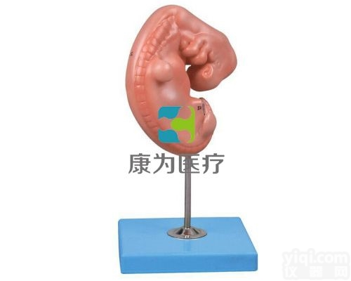 HAM1292  胚胎放大<em>模型</em>|组织<em>胚胎学</em>系列