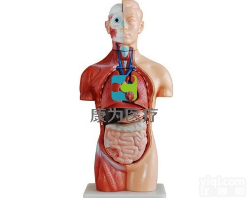 HAM1658  无性躯干模型42CM（18件）|<em>系统解剖学系列</em>